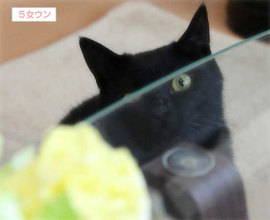 草食猫_a0389088_17344229.jpg