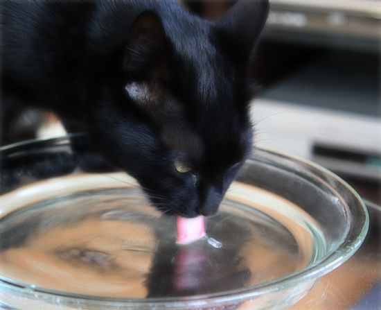 草食猫_a0389088_17344235.jpg