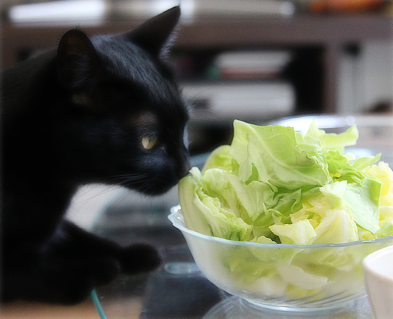 草食猫_a0389088_17344251.jpg