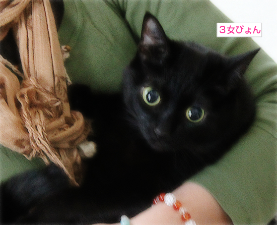 捕まる猫…_a0389088_17344457.jpg