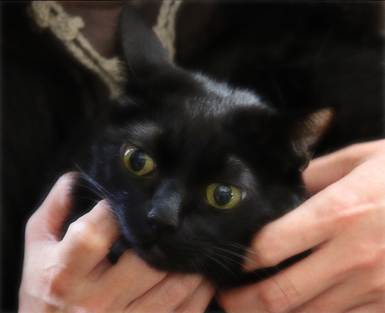 捕まる猫…_a0389088_17344488.jpg