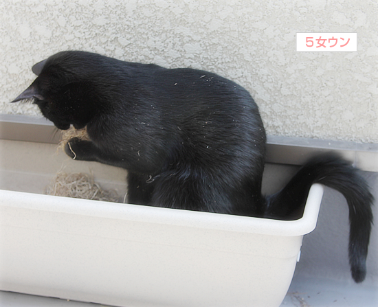 ひだまりを世界に(『緊急災害時動物救援本部』さんのサイト)_a0389088_17344667.jpg