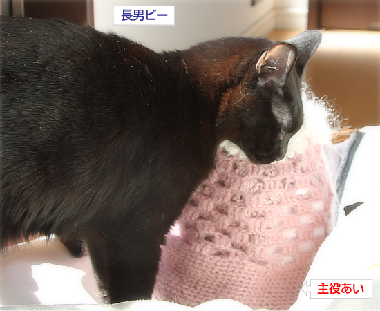 家族でひなたぼっこ_a0389088_17345018.jpg