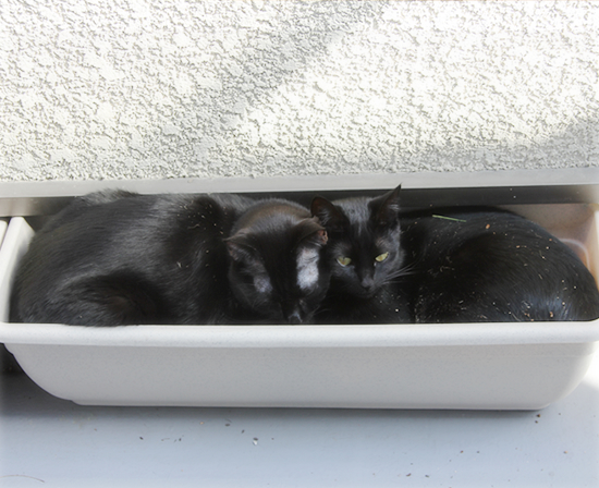 猫鍋・四角バージョン_a0389088_17345101.jpg