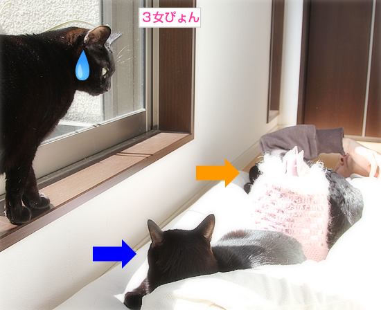 家族でひなたぼっこ_a0389088_17345116.jpg