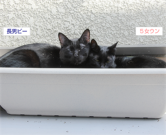猫鍋・四角バージョン_a0389088_17345150.jpg