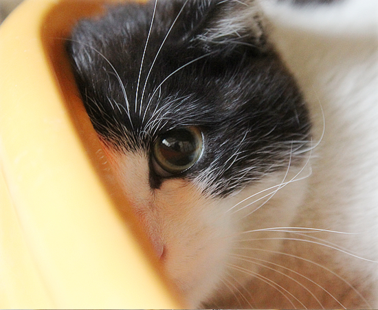 六花(家族募集中のちいさな白黒猫)_a0389088_17345542.jpg