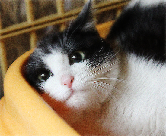 六花(家族募集中のちいさな白黒猫)_a0389088_17345557.jpg