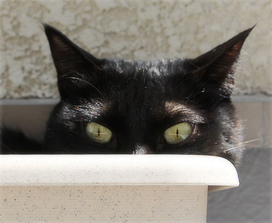 猫も岩盤浴(&今日の六花ちゃん)_a0389088_17345843.jpg