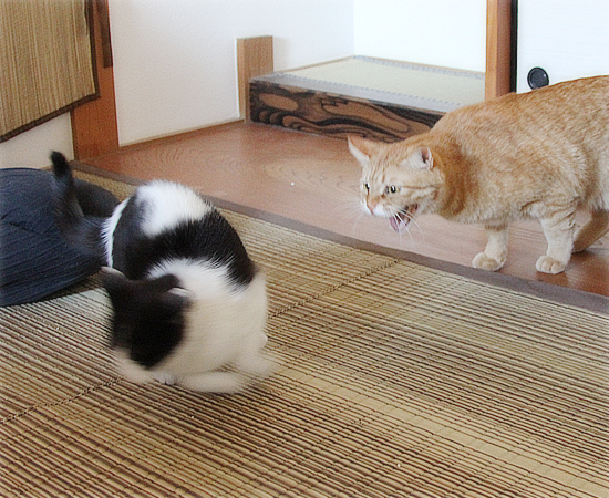 ぬくもりが恋しくて_a0389088_17345881.jpg