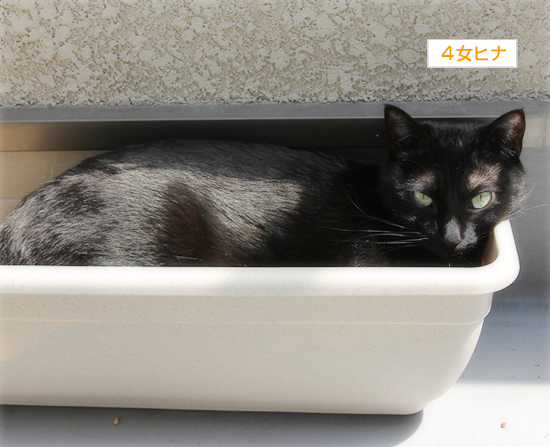 猫も岩盤浴(&今日の六花ちゃん)_a0389088_17345937.jpg