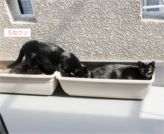 猫も岩盤浴(&今日の六花ちゃん)_a0389088_17345945.jpg