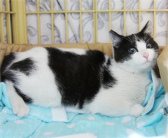 猫も岩盤浴(&今日の六花ちゃん)_a0389088_17345948.jpg