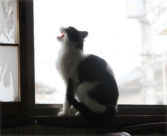 六花ちゃんのお見合い_a0389088_17350167.jpg