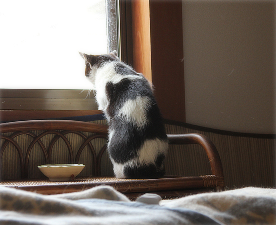 六花ちゃんのお見合い_a0389088_17350180.jpg