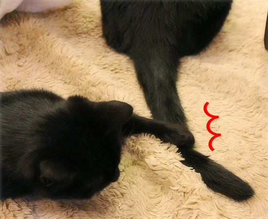 猫のオヤジ狩り_a0389088_17350208.jpg