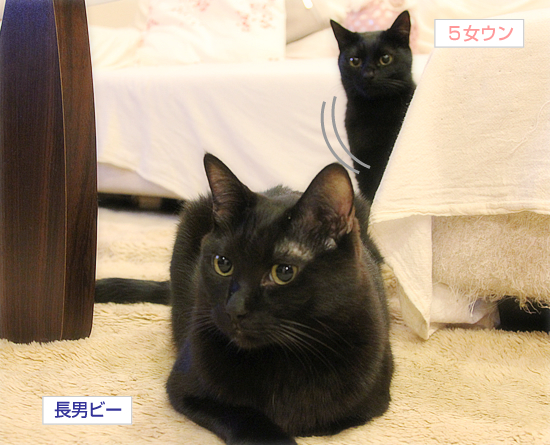 猫のオヤジ狩り_a0389088_17350277.jpg