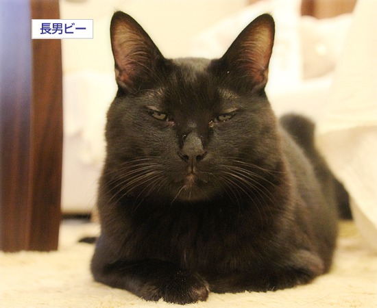 猫のオヤジ狩り_a0389088_17350293.jpg