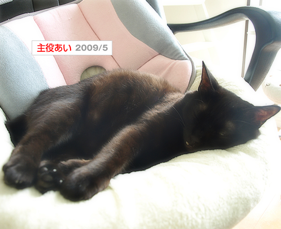 5つ葉と5匹の猫_a0389088_17350400.jpg