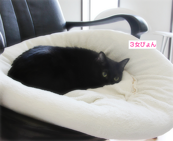 5つ葉と5匹の猫_a0389088_17350401.jpg