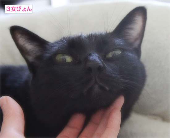 5つ葉と5匹の猫_a0389088_17350463.jpg