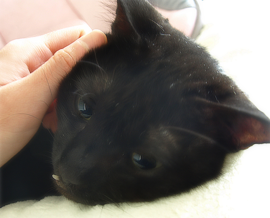 5つ葉と5匹の猫_a0389088_17350492.jpg