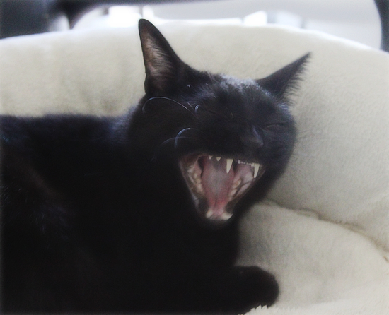 5つ葉と5匹の猫_a0389088_17350588.jpg