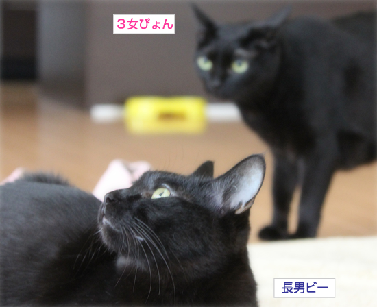 ガンと一緒に生きるということ_a0389088_17351470.jpg