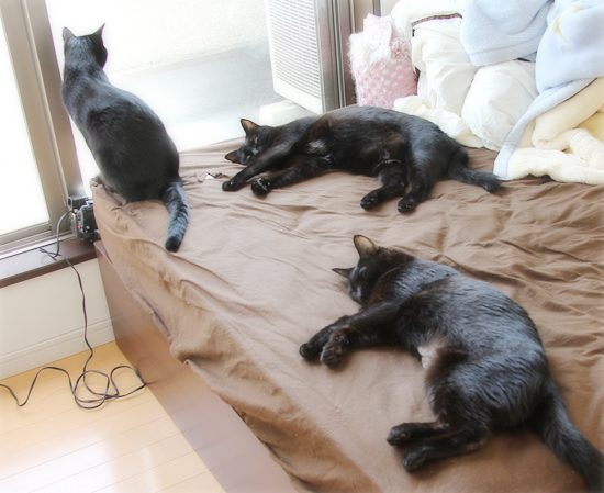 生きたい_a0389088_17351905.jpg