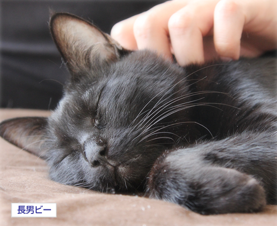 生きたい_a0389088_17351945.jpg