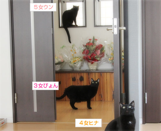 3姉妹の行く末_a0389088_17352360.jpg