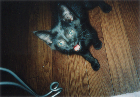 ビーの昔話_a0389088_17352568.jpg
