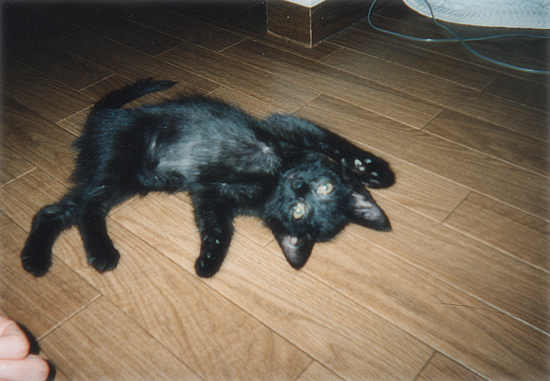 ビーの昔話_a0389088_17352644.jpg