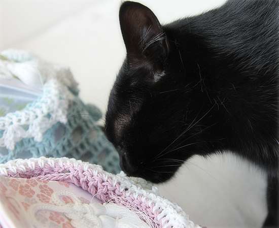 猫と人でも_a0389088_17352871.jpg