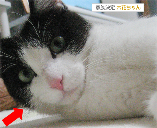 六花ちゃんの正式譲渡!_a0389088_17353234.jpg