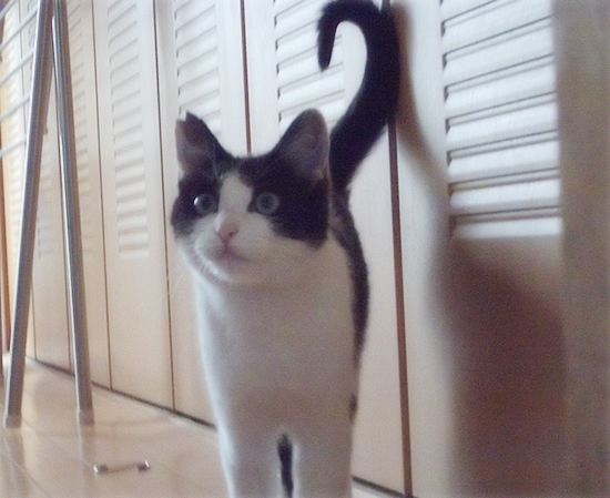 六花ちゃんの正式譲渡!_a0389088_17353366.jpg