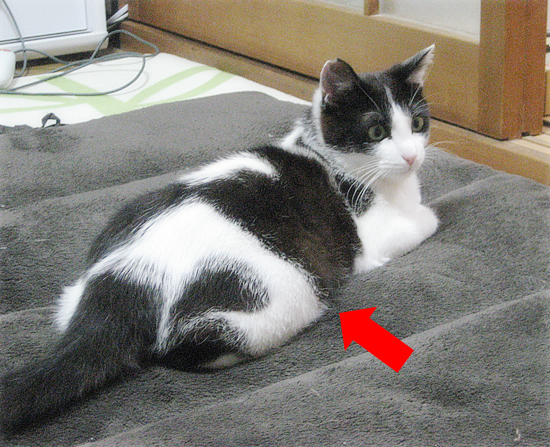 六花ちゃんの正式譲渡!_a0389088_17353387.jpg