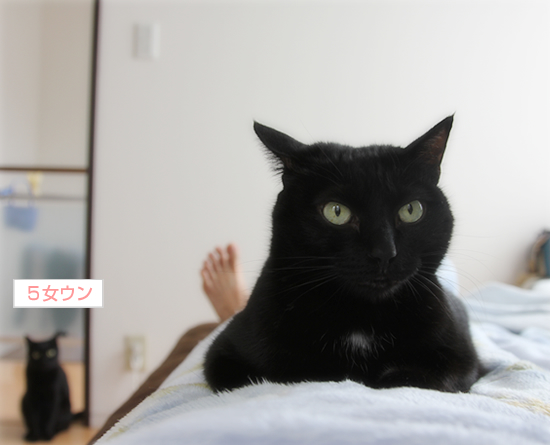 サロン ド ヒナ_a0389088_17353481.jpg