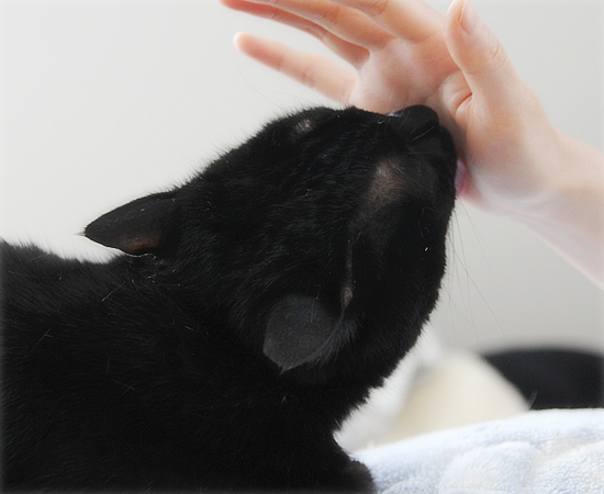 サロン ド ヒナ_a0389088_17353591.jpg