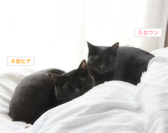 「グリーフワーク」大切な存在をなくすということ_a0389088_17353601.jpg