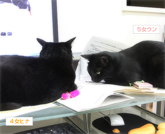 汚れた机とボロねこじゃらし_a0389088_17354019.jpg