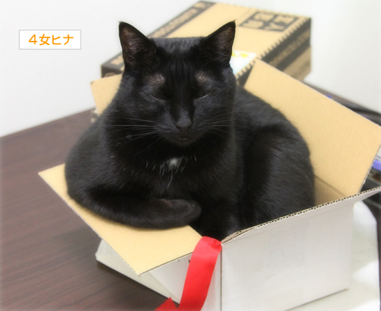 猫と五右衛門風呂_a0389088_17354363.jpg