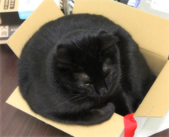 猫と五右衛門風呂_a0389088_17354393.jpg