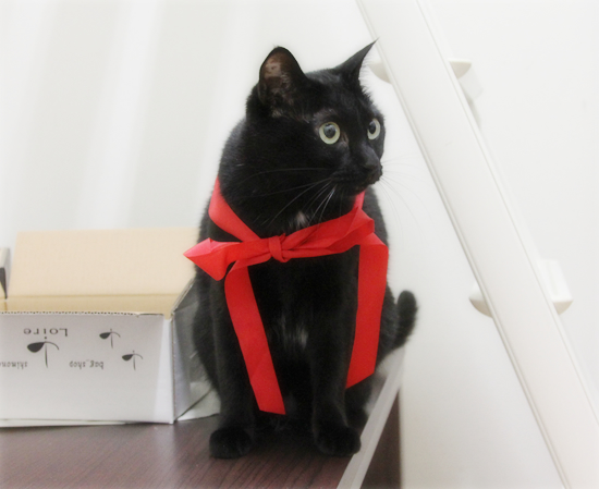 猫と五右衛門風呂_a0389088_17354470.jpg