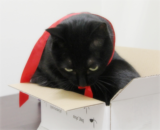 猫と五右衛門風呂_a0389088_17354478.jpg