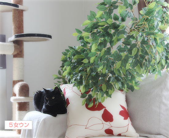 母の家出_a0389088_17355585.jpg