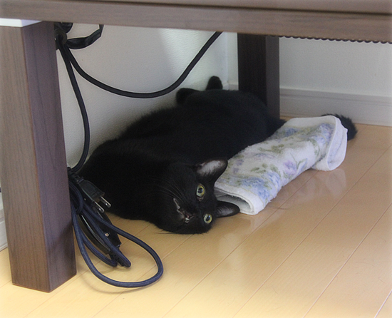 猫の節電対策_a0389088_17360157.jpg