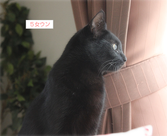 避妊手術…のはずが_a0389088_17361165.jpg