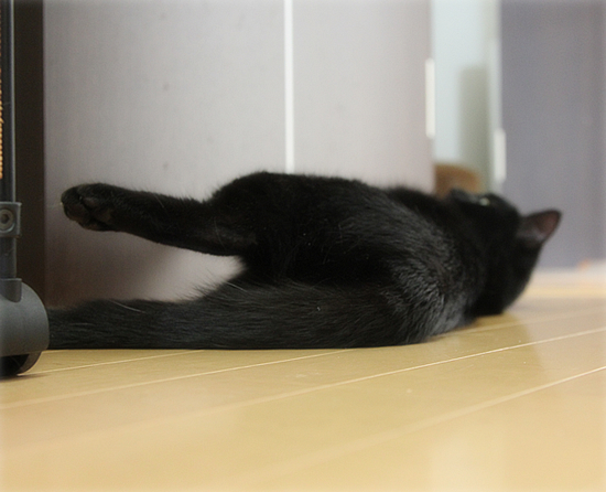 避妊手術…のはずが_a0389088_17361170.jpg