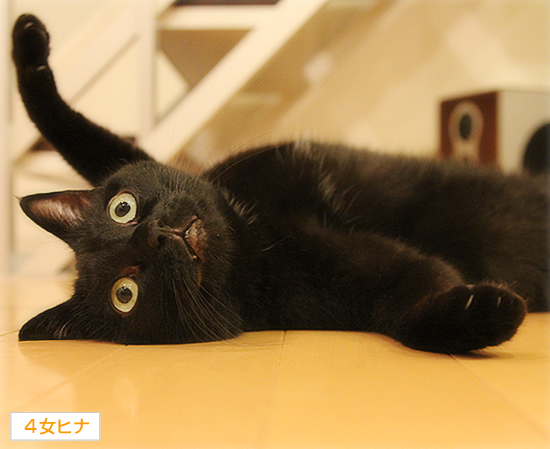 祈る猫_a0389088_17361235.jpg